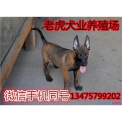 陕西榆林哪里有卖杜高犬三个月马犬价格 保
