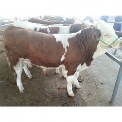 安徽西门塔尔肉牛犊养殖价格