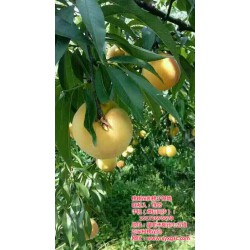 天门桃树苗|枣阳桃花岛|桃树苗种植利润