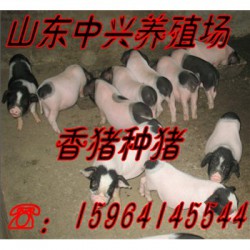 阳泉巴马香猪养殖场聊城 巴马香猪商品猪价