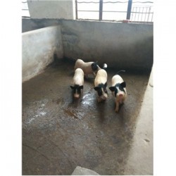 藏香猪养殖场湖北宜城市周边大雁养殖场香猪