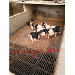 藏香猪养殖场广东雷市周边巴马香猪养殖前景