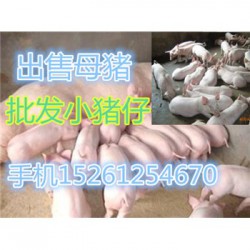 安徽育肥猪出售