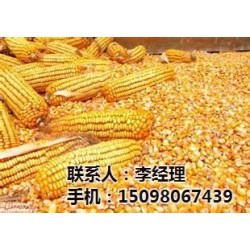 饲料玉米|荆门市玉米|颜杨水产(查看)